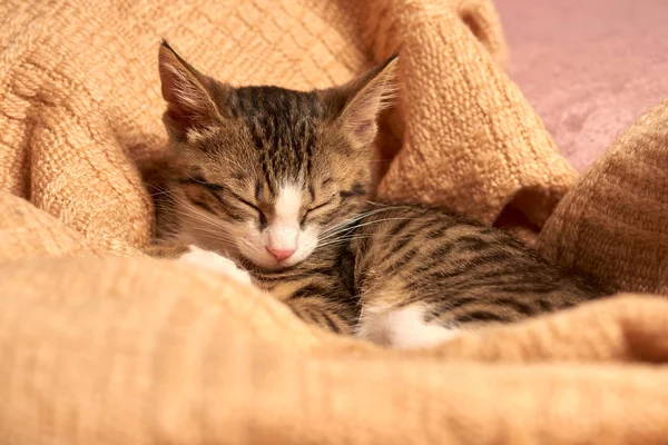 Lindo gatito durmiendo en la cama en una manta —  Fotos de Stock