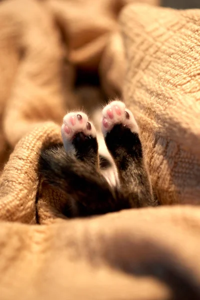 Lindo gatito durmiendo en la cama en una manta —  Fotos de Stock