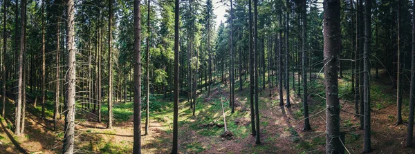 Colpo aereo panoramico all'interno di una foresta verde — Foto Stock