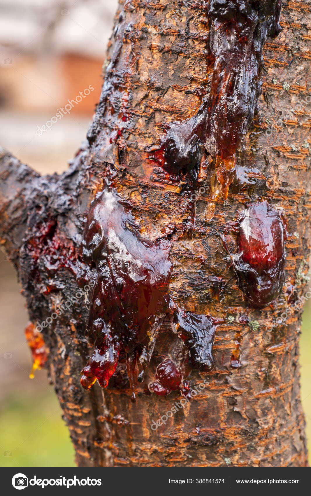 Leaking Sap Cherry Blossom Tree Bucharest Romania — Stock Photo