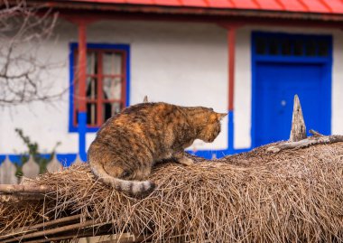 Romanya 'nın Bükreş kentinde güzel bir kedi samanlıkta yatıyor