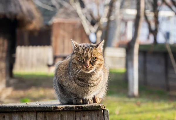 Belo Gato Senta Uma Caixa Madeira Quintal Bucareste Romênia — Fotografia de Stock