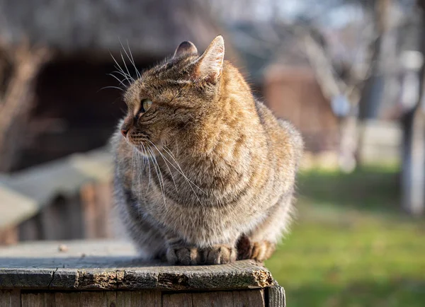 Belo Gato Senta Uma Caixa Madeira Quintal Bucareste Romênia — Fotografia de Stock