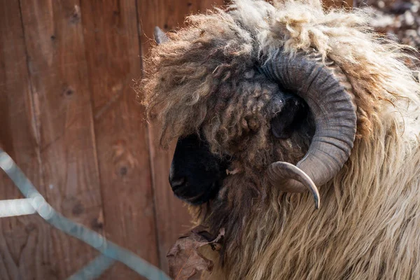 Full Frame Portret Met Een Grote Hoorn Ram Boekarest Roemenië — Stockfoto