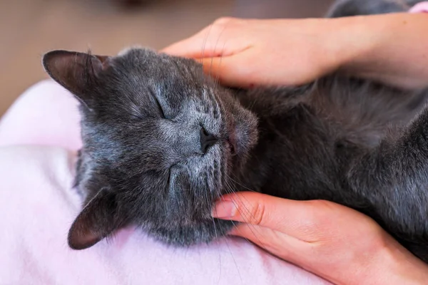 Británico Gato Taquigrafía Durmiendo Los Pies Una Mujer Chisinau Moldavia —  Fotos de Stock