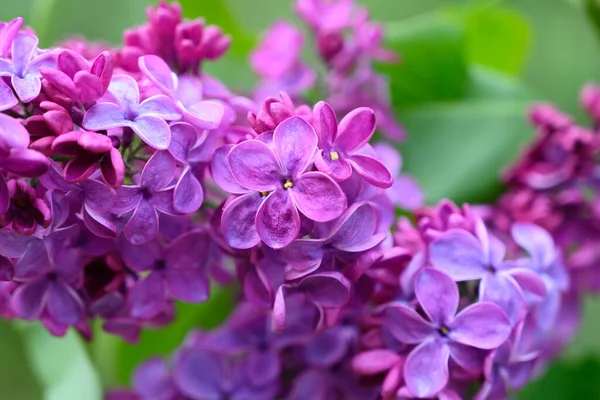 美しい開花ライラックの花のクローズアップ チシナウ モルドバ — ストック写真