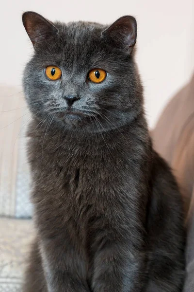 Britische Kurzhaarkatze Mit Grauem Fell Und Orangen Augen Chisinau Moldawien — Stockfoto