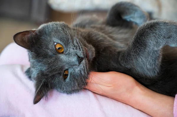 Gato Británico Taquigrafía Yace Sobre Los Pies Una Mujer Chisinau —  Fotos de Stock