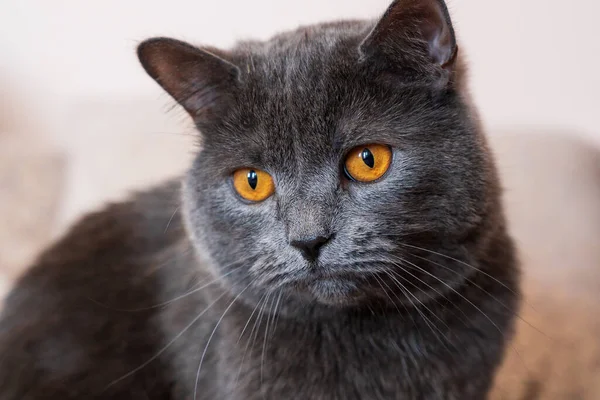 British Shorthair Cat Grey Fur Orange Eyes Chisinau Moldova — Stock Photo, Image