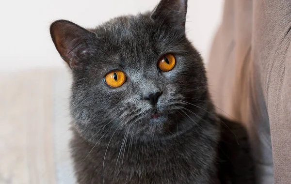 グレーの毛皮とオレンジの目を持つ英国の短毛猫 チシナウ モルドバ — ストック写真