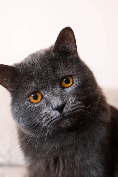 Británico Taquigrafía Gato Con Gris Piel Naranja Ojos Chisinau Moldavia —  Fotos de Stock