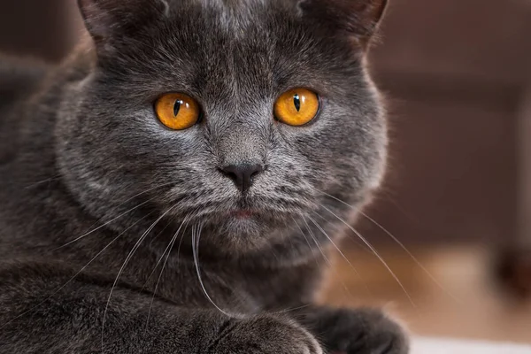 Gato Britânico Cano Curto Com Pêlo Cinzento Olhos Alaranjados Chisinau — Fotografia de Stock