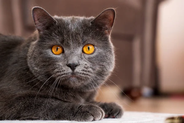 摩尔多瓦基希讷乌 一只灰色毛和橙色眼睛的英国短毛猫 — 图库照片