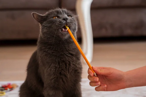 Gatto Stenografia Britannico Con Pelliccia Grigia Occhi Arancioni Che Gioca — Foto Stock