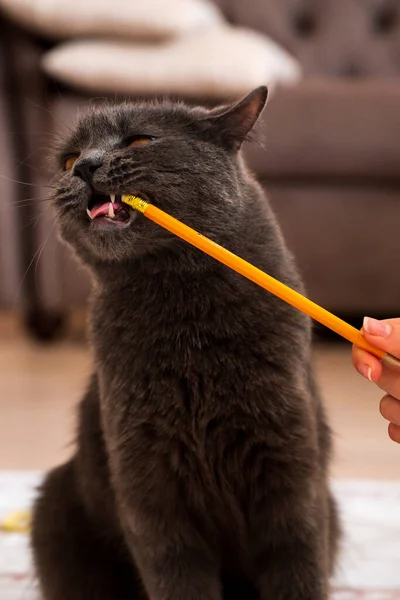 Gato Britânico Cano Curto Com Pêlo Cinza Olhos Laranja Brincando — Fotografia de Stock