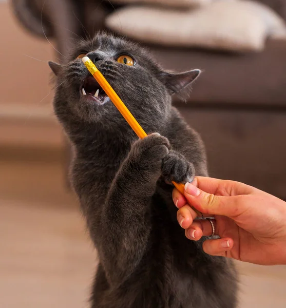 Gato Britânico Cano Curto Com Pêlo Cinza Olhos Laranja Brincando — Fotografia de Stock