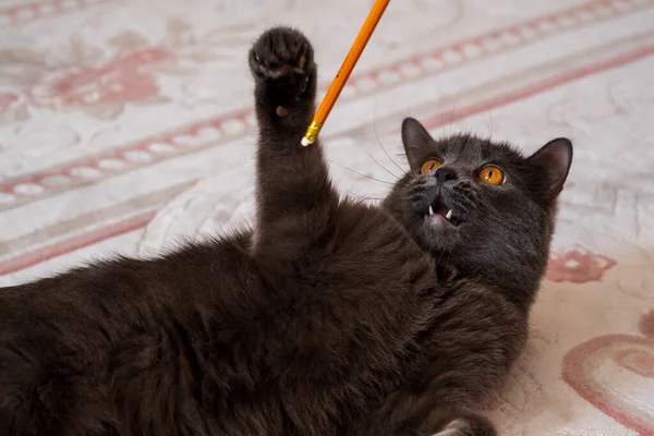 British Shorthair Cat Grey Fur Orange Eyes Playing Pencil Chisinau — Stock Photo, Image