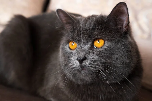 Britische Kurzhaarkatze Mit Grauem Fell Und Orangen Augen Chisinau Moldawien — Stockfoto