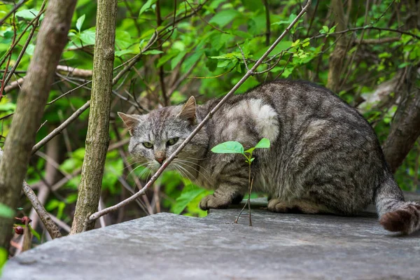 Eine Katze Sitzt Auf Einem Stein Einem Park Und Blickt — Stockfoto