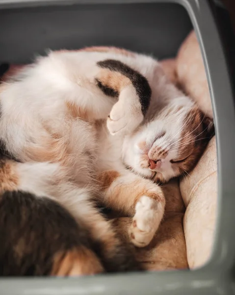 Χαριτωμένη Γάτα Κοιμάται Στο Μαλακό Και Άνετο Κρεβάτι Του Χνουδωτό — Φωτογραφία Αρχείου