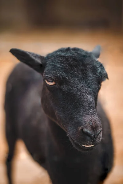 Pełna Wdzięku Czarna Owca Pozująca Kamery Zwierząt Gospodarskich Zdjęcie Bliska — Zdjęcie stockowe