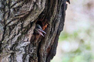 Ağaçtaki bir delikten kafasını çıkaran bir kuş.