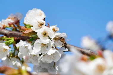 Moldova 'da üzerinde arı olan bir meyve ağacında çiçek açmak
