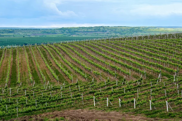 Growing vineyards on a slope with land covered with greenery on the background in Moldova