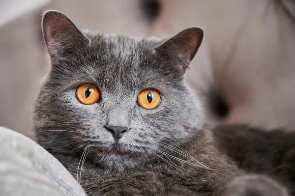 Cat with grey fur and orange eyes looking into the camera