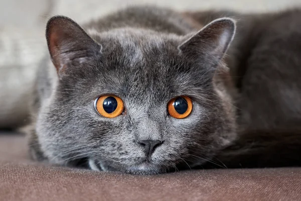 Gato Mentiroso Con Piel Gris Ojos Anaranjados —  Fotos de Stock