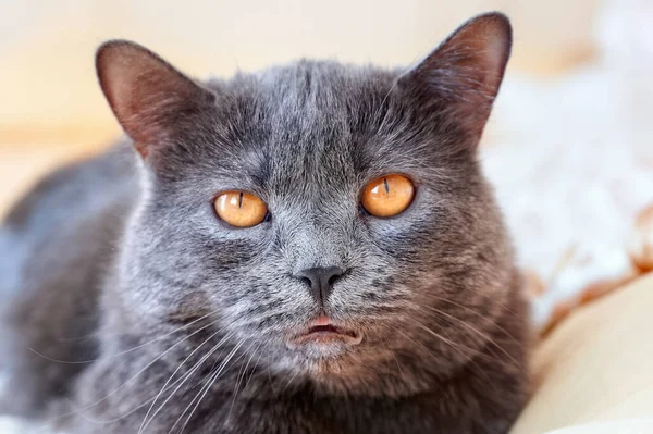 Gato Piel Gris Ojos Anaranjados Mirando Cámara —  Fotos de Stock