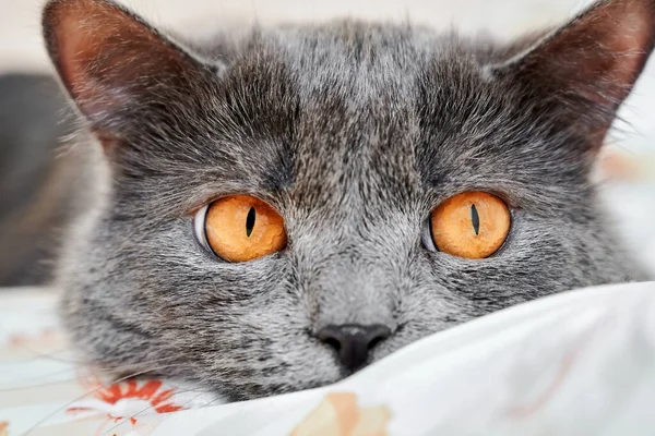 Γάτα Γκρι Γούνα Και Πορτοκαλί Μάτια Κοιτάζοντας Την Κάμερα — Φωτογραφία Αρχείου