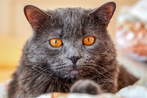 Katze Mit Grauem Fell Und Orangefarbenen Augen — Stockfoto