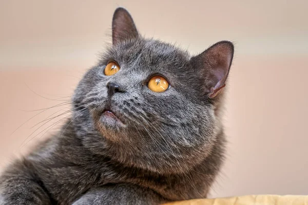 Katze Mit Grauem Fell Und Orangefarbenen Augen — Stockfoto