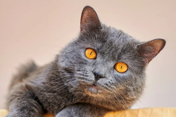 有灰色毛皮和橙色眼睛的猫看着摄像机 — 图库照片