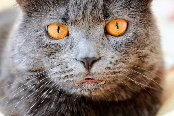 Szürke Bundájú Narancssárga Szemű Macska Kamerába Néz — Stock Fotó