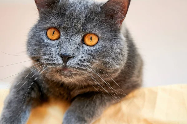 Katt Med Grå Päls Och Orange Ögon — Stockfoto