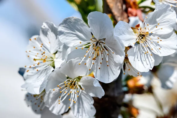 Kwitnące Kwiaty Drzewie Owocowym Mołdawii — Zdjęcie stockowe