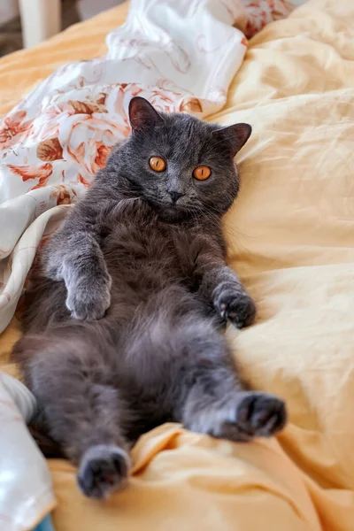 Gatto Con Pelliccia Grigia Occhi Arancioni Distesi Sul Retro — Foto Stock