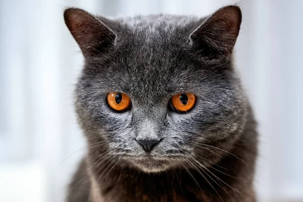 Gato Con Ojos Naranjas Piel Gris Chisinau Moldavia —  Fotos de Stock