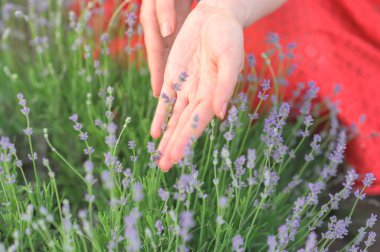 Moldova 'da yeşil bir alanda lavanta çiçekleriyle oynayan kadın elleri
