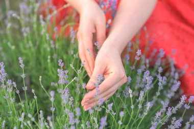 Moldova 'da yeşil bir alanda lavanta çiçekleriyle oynayan kadın elleri