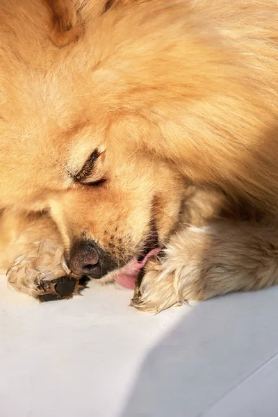 Pomeranian Spitz Yellow Fur Closed Eyes Lying Licking Paws — Stock Photo, Image