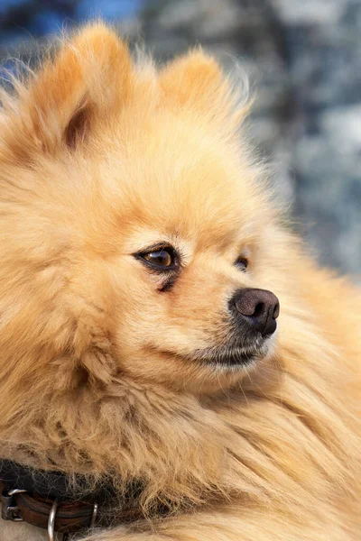 Pomeranian spitz with yellow fur and collar