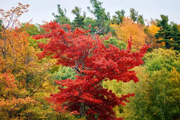 Tree Red Leaves Yellowed Green Ones Forest Massachusetts Usa — Stock Photo, Image