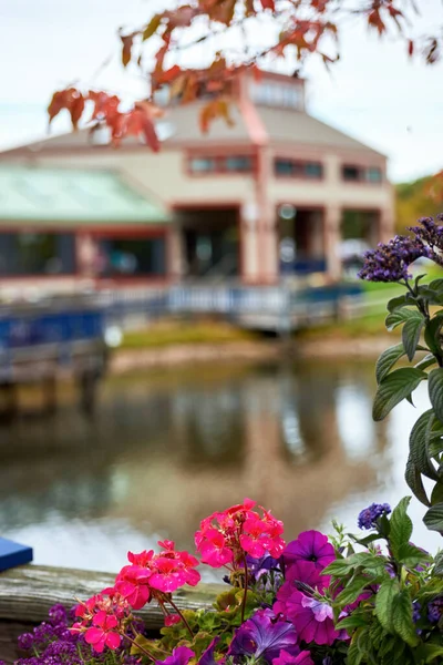 Flores Color Rosa Violeta Con Estación Esquí Montaña Wjalá Fondo — Foto de Stock