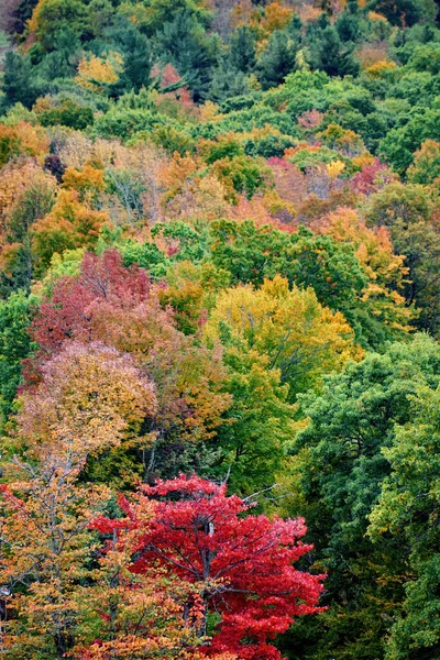 Bosque Otoño Lleno Exuberantes Árboles Rojos Amarillos Verdes Massachusetts —  Fotos de Stock