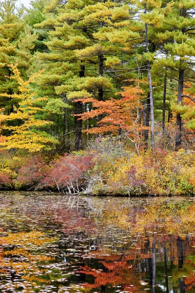 米国マサチューセッツ州の水に反射した多色の木がある湖 — ストック写真