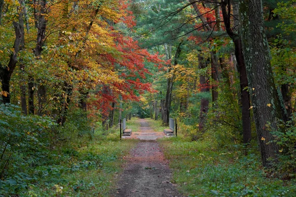 Path Forest Multicolored Trees Massachusetts Usa — Stock Photo, Image