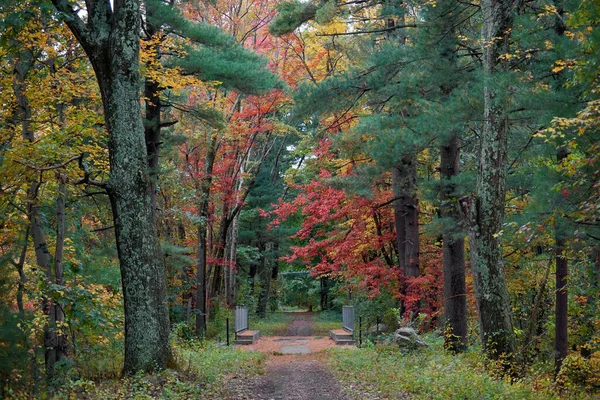Path Forest Multicolored Trees Massachusetts Usa — Stock Photo, Image